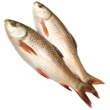 Rawa/salmon 1kg