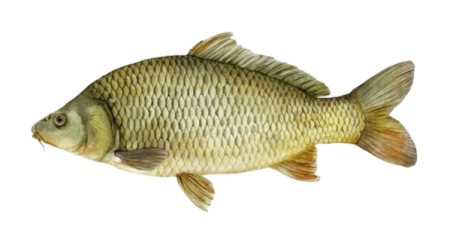 Bangaru Teega 1kg
