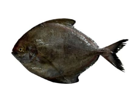 Pomfret Fish 1kg