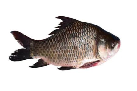 Bocha/Catla 1kg